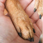 🔥50 % DE RÉDUCTION - À moitié prix 🐕Lime à griffes en bois pour animaux de compagnie avec patins remplaçables - Outil de toilettage doux pour les pattes des chiens, chats et petits animaux